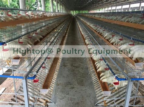 POULTRY LAYER PHILIPPINE POULTRY LAYER INDUSTRY.
